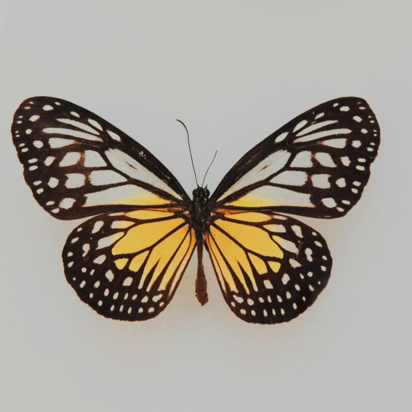Qual o significado da borboleta amarela? Veja isso e mais informações!