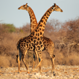 O que significa sonhar com girafa? Acasalando, correndo e mais!