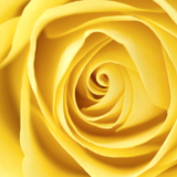 Significado da rosa amarela: positivo, negativo, banhos e mais!