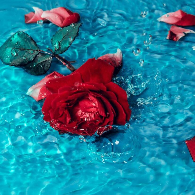 Banho de rosas vermelhas: para amor, autoestima, Pomba Gira e mais!