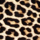 O que significa sonhar com leopardo: manso, na selva, correndo e mais! 