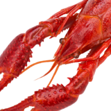 O que significa sonhar com lagosta: grande, viva, comendo e mais!