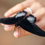 O que significa sonhar com borboleta preta? Gigante, voando e mais!