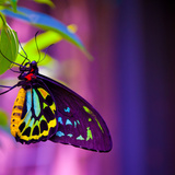Sonhar com borboleta: preta, branca, marrom, amarela, azul e mais!