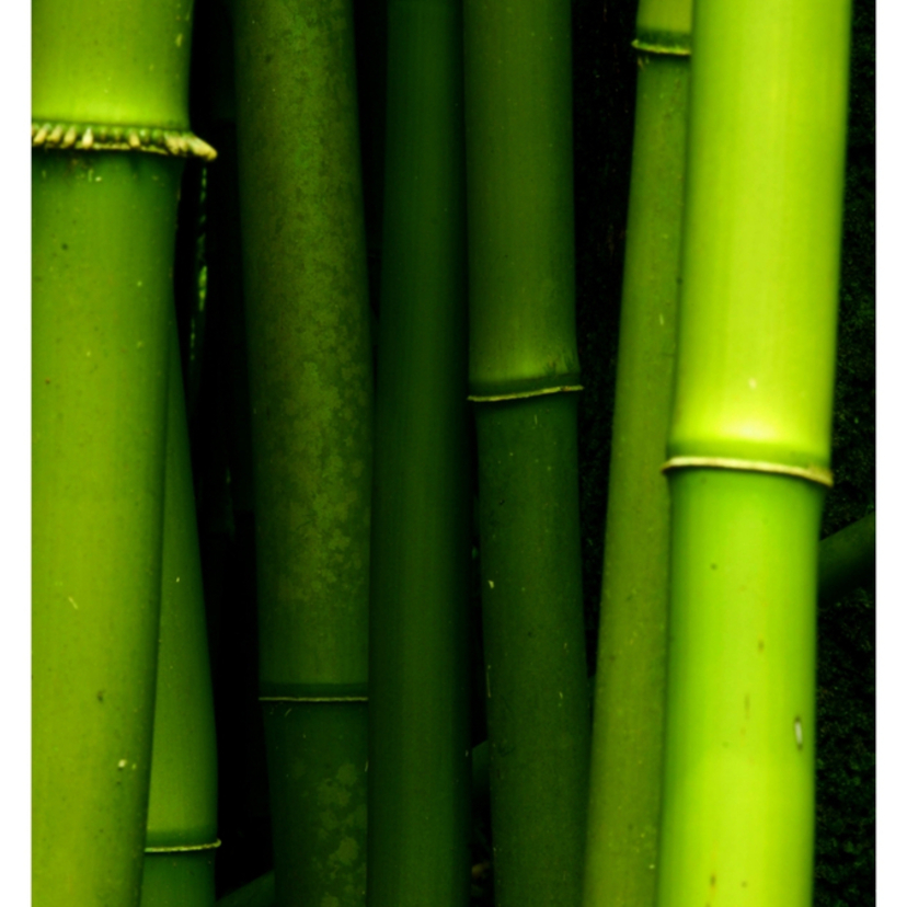Sonhar com bambu: verde, amarelo, seco, cortado, artificial e mais!