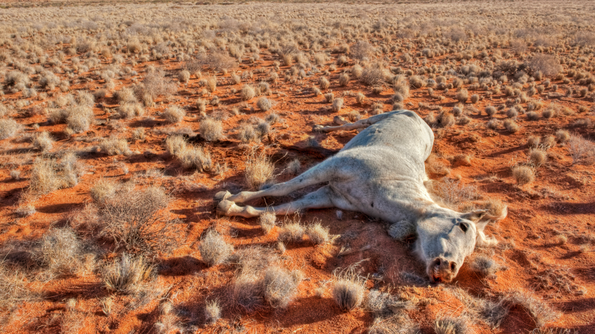 O que significa sonhar com cavalo morto? Branco, filhote, preto e