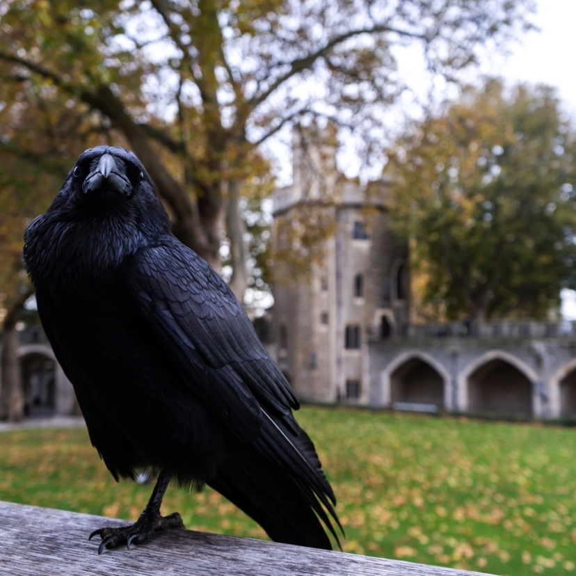 Sonhar com pássaro preto: corvo, atacando, cantando, morto e mais!