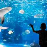 O que significa sonhar com aquário? Cheio, vazio, sujo, gigante e mais!