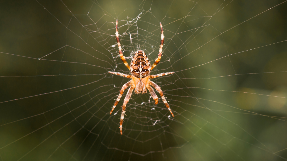 Animal de Poder Aranha  Medicina e Significado do Arquétipo