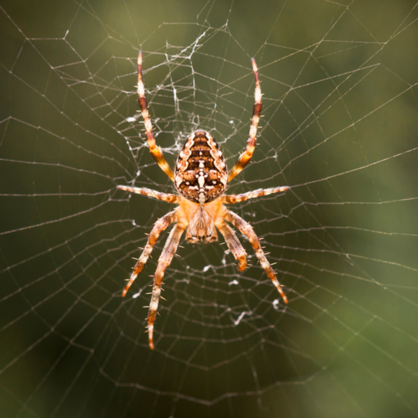 Aranha como animal de poder: significado espiritual, arquétipo, no xamanismo e mais!