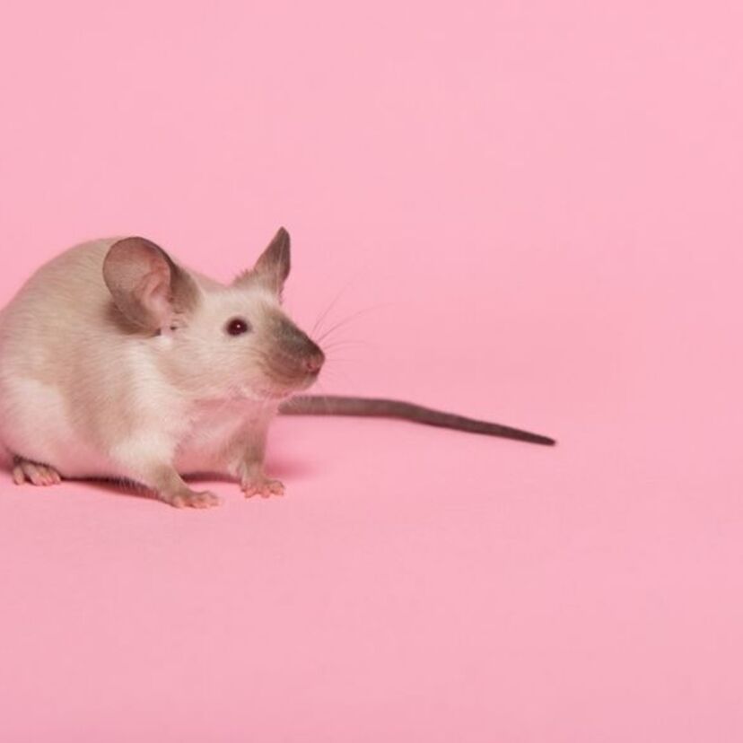 Sonhar com filhote de rato: Branco, cinza, preto, sem pelo e mais! 