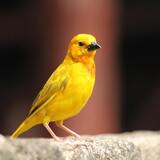 O que significa sonhar com passarinho amarelo? No ninho, mão e mais!