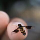 O que significa sonhar com picada de abelha? Na mão, braço, rosto e mais!