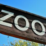 Sonhar com zoológico: animais fugindo, atacando, abandonado e mais!