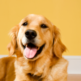 Sonhar com cachorro amarelo: grande, pequeno, bravo, manso e mais!