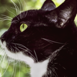 O que significa sonhar com gato preto e branco? Atacando, miando e mais!