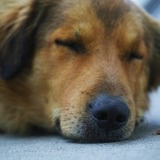 Sonhar com cachorro que já morreu: de estimação, de outra pessoa e mais!