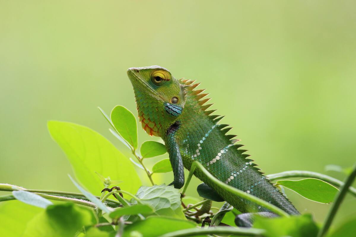 Sonhar com lagarto é um bom sinal? Descubra os significados