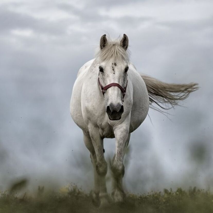 O que significa sonhar com égua? Preta, branca, prenha, mansa e mais!