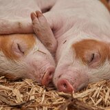 O que significa sonhar com porco? Preto, rosa, branco, do mato e mais!