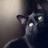 Qual o significado espiritual do gato preto? Energia, sonhos e mais!