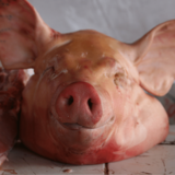 Sonhar com cabeça de porco: assada, cozida, crua, aberta e mais!