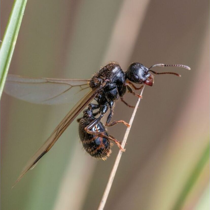 Sonhar com formiga tanajura: voando, picando, no chão, enxame e mais!
