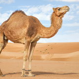 O que significa sonhar com camelo? Filhote, ferido, que foge de um e mais!