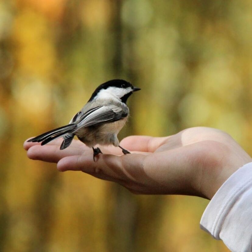Sonhar com pássaro na mão: pousando, amarelo, azul, colorido e mais!