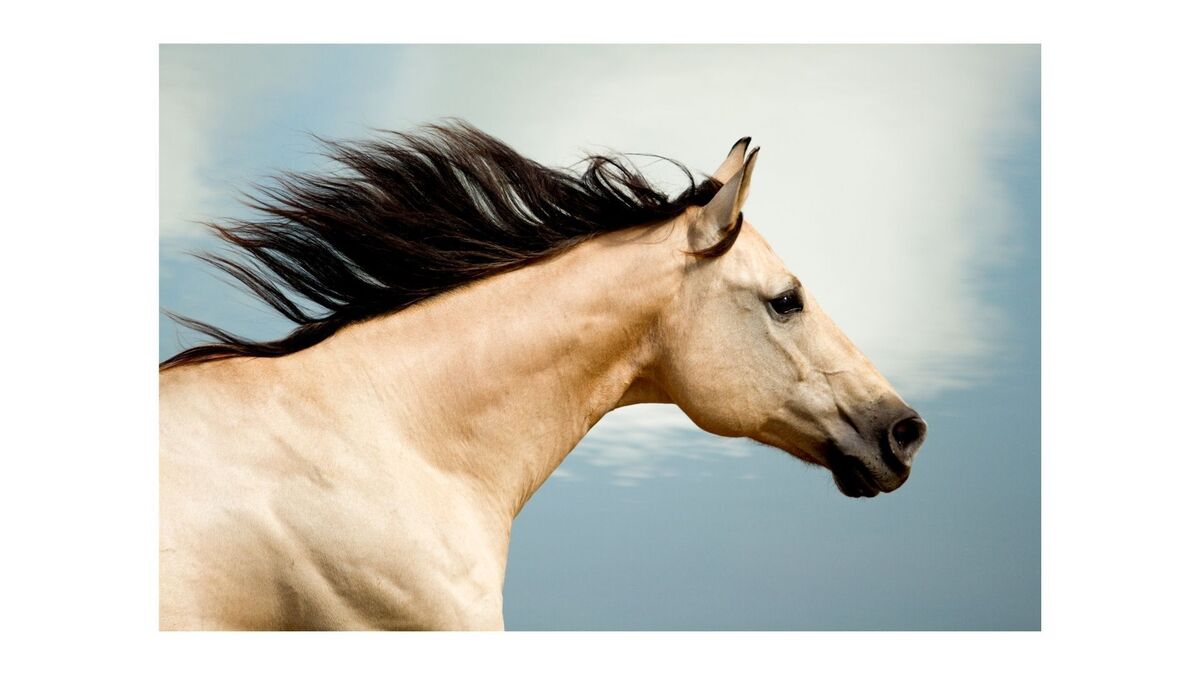 Sonhar com cavalo: Marrom, preto, branco, morto, correndo e mais!