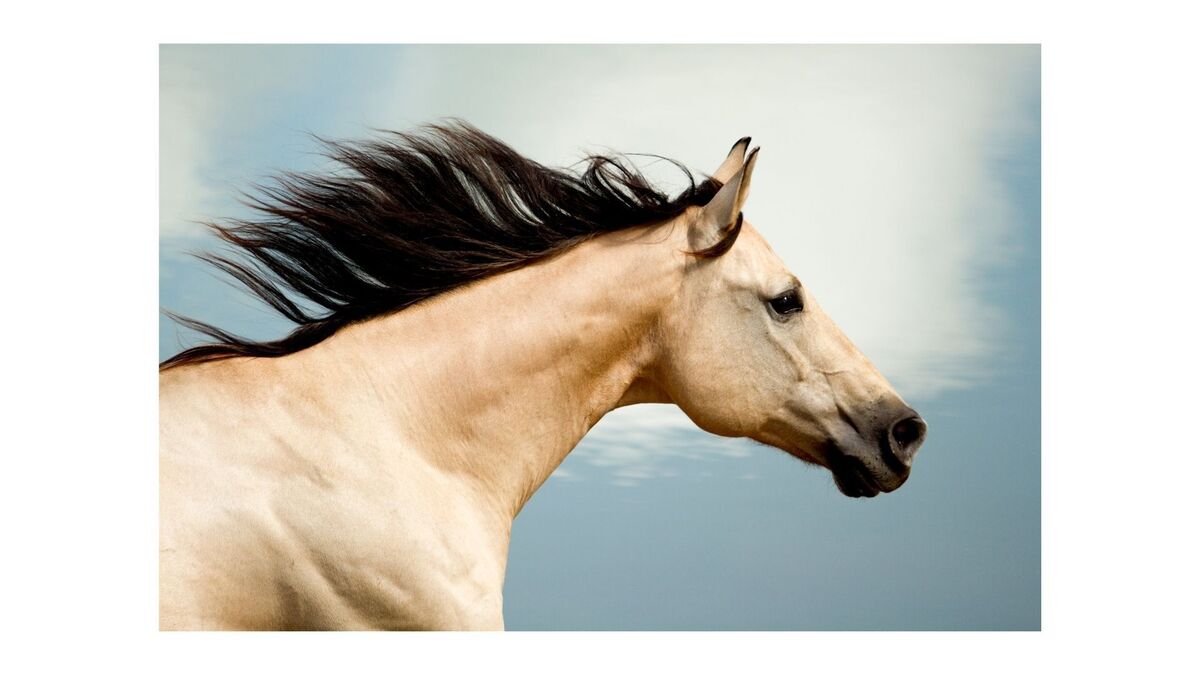 Sonhar com cavalo bravo - Simbolismo e Significado - Segredos do Sonho