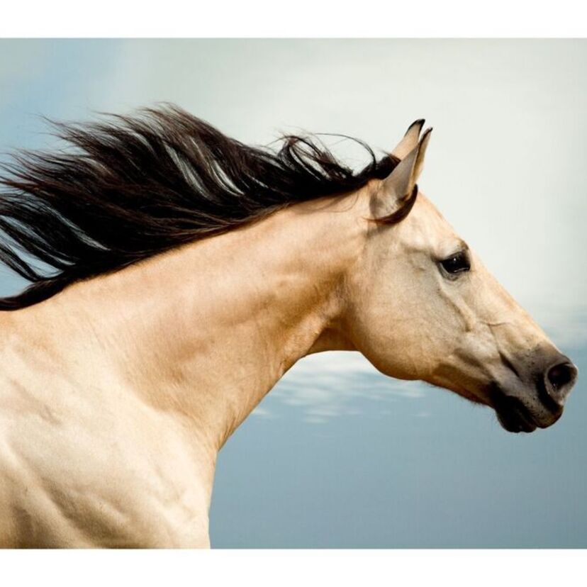 O que significa sonhar com cavalo no mundo espiritual? As cores e mais!