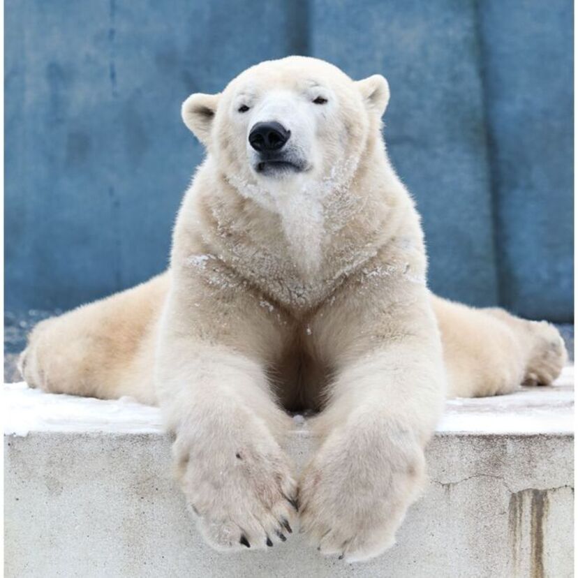 Sonhar com urso polar: filhote, caçando, morto, bravo e mais!