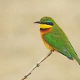 Sonhar com passarinho verde: voando, cantando, na mão, gaiola e mais!