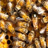 O que significa sonhar com colmeia de abelhas? Cheia, com mel e mais!