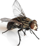 Qual o significado espiritual da mosca? Confira este e outros mais! 