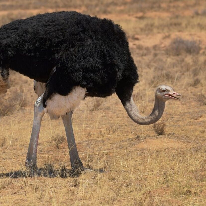O que significa sonhar com avestruz? Voando, correndo, morto e mais!