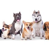 Qual a raça de cachorro de cada signo? Confira e entenda a relação!