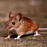 Qual o significado espiritual do rato? Confira este e outros mais! 