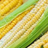Os benefícios do milho: Para saúde, humor, emagrecimento e mais!