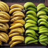 Os benefícios da banana: Contra cãibras, prevenção de doenças e mais!