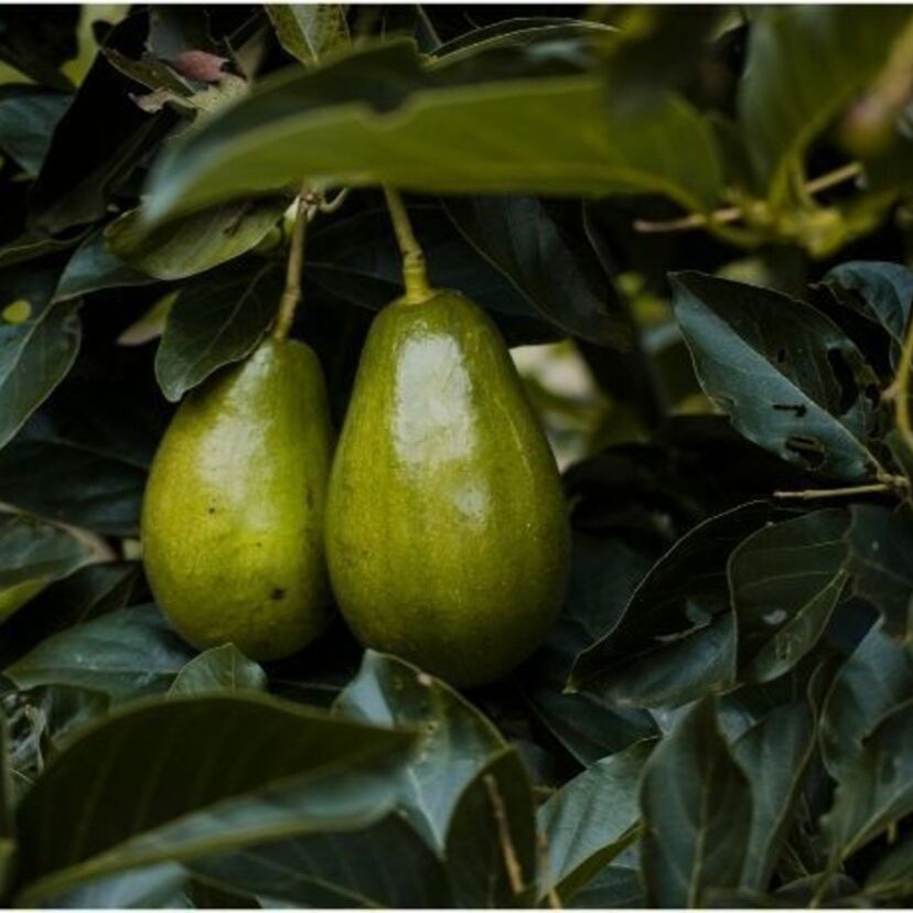 Chá de folha de abacate: para que serve, benefícios, como fazer e mais!