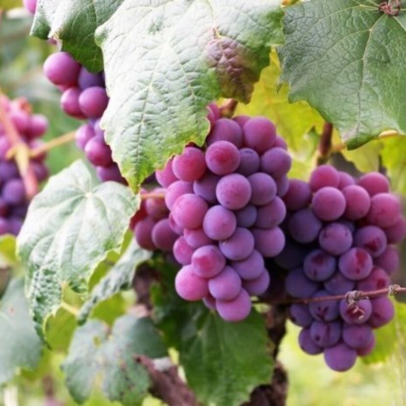 Quais são os benefícios da uva? Propriedades, vitaminas, calorias e mais!