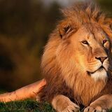 Arquétipo do leão: o que é, qualidades, lado sombra, como ativar e mais!