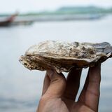 O que significa sonhar com ostras? No mar, no mercado, com pérola e mais!