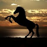 Signo do Cavalo no horóscopo chinês: características, elementos e mais!