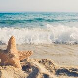 Sonhar com estrela-do-mar: viva, morta, pequena, gigante e mais!
