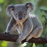 Sonhar com coala: cinza, preto, branco, filhote, de pelúcia e mais!