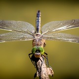 Sonhar com libélula: colorida, pequena, morta, verde, azul e mais!