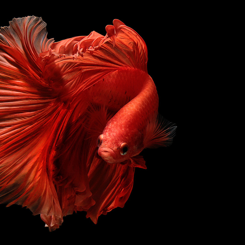 O que significa sonhar com peixe colorido? Grande, voando e muito mais!